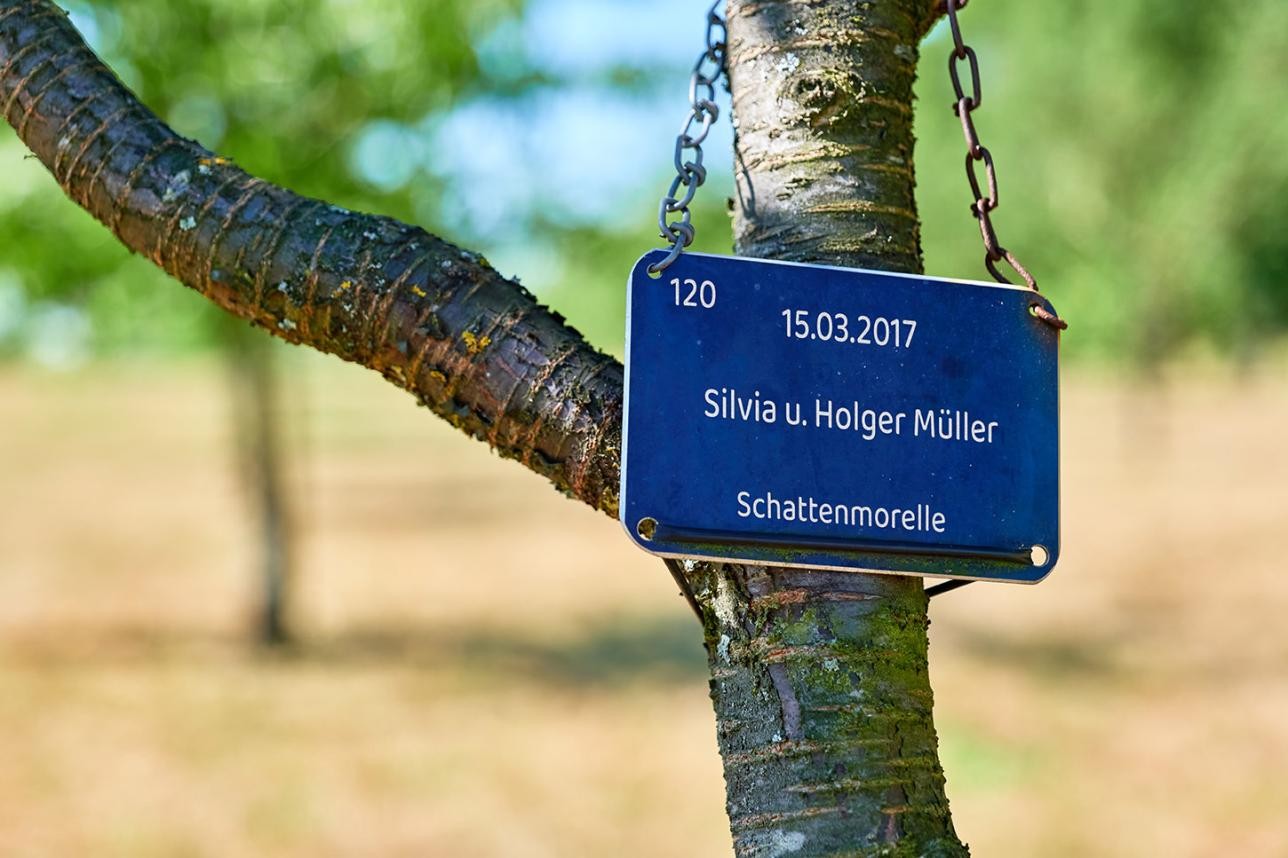 Sign on a tree