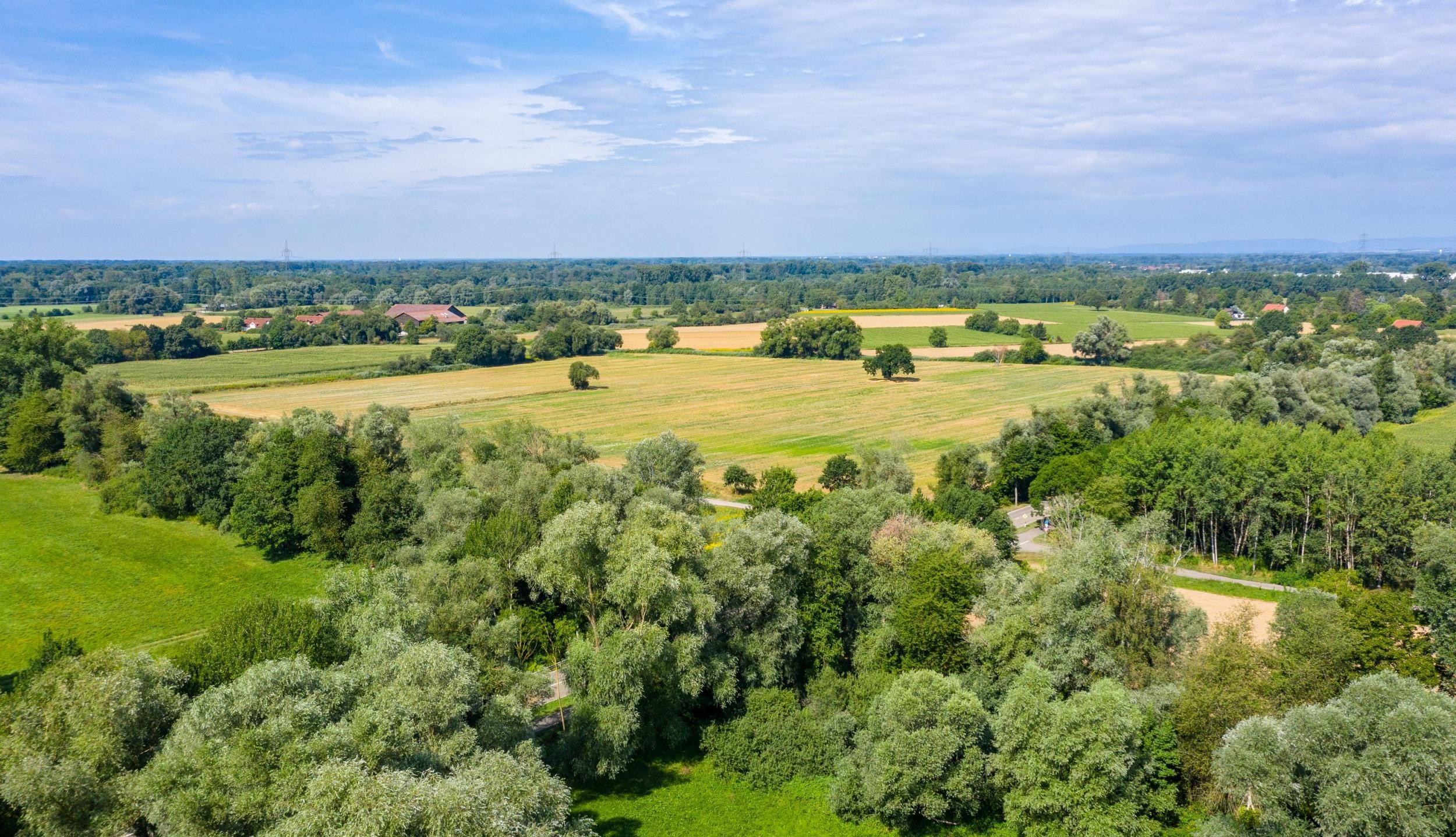 Fields and trees in Rastatt