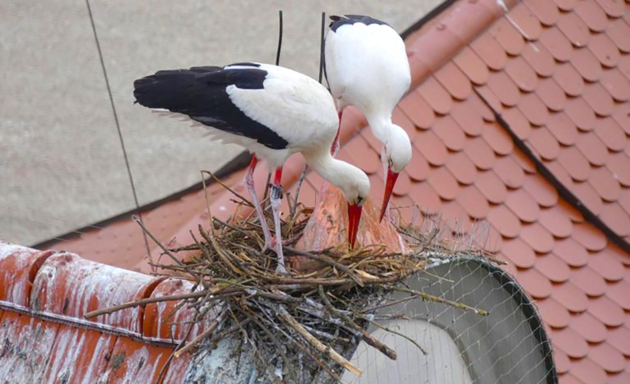 Zwei Störche bauen auf einem Haus ihr Nest.
