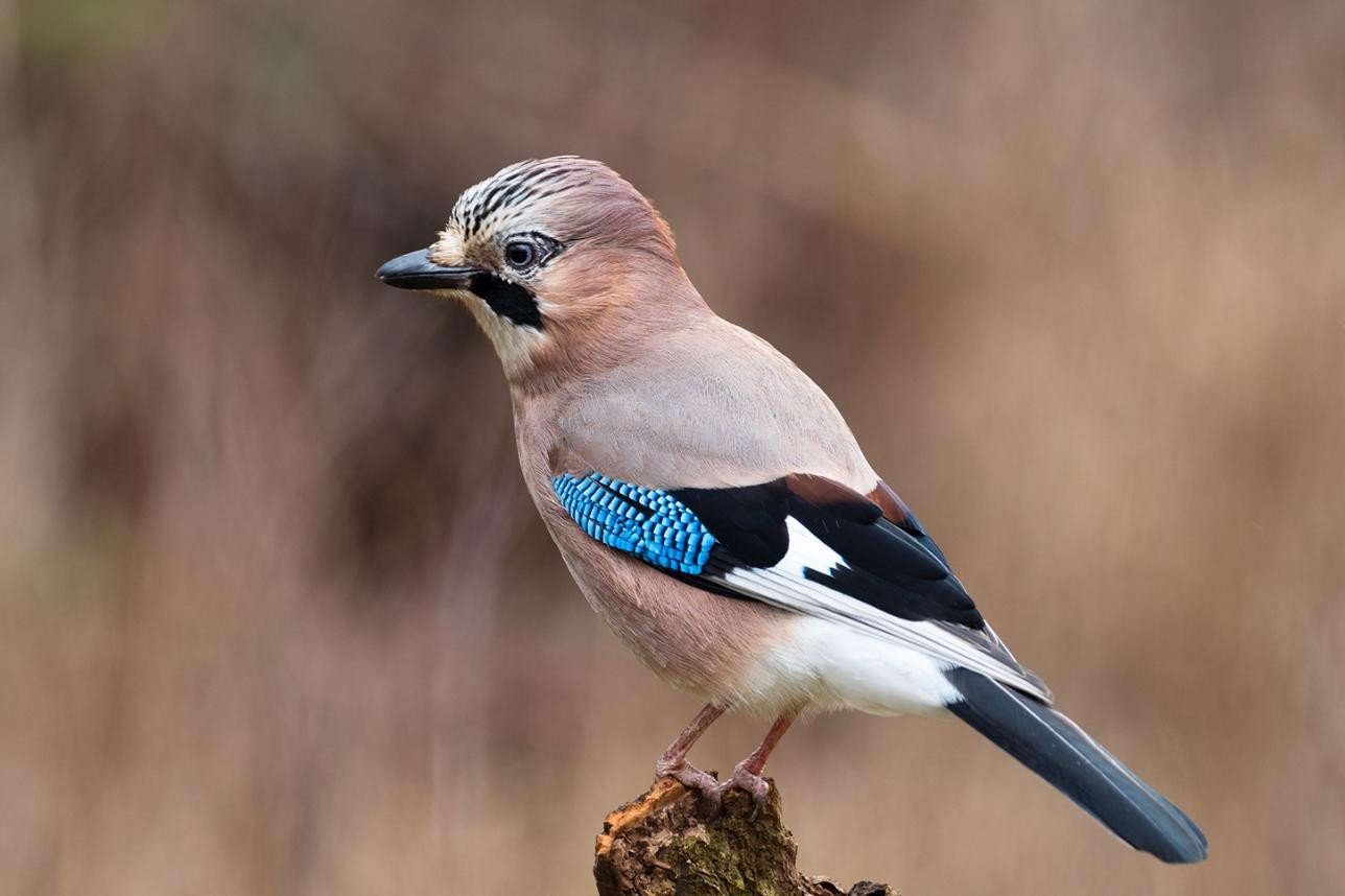 Close up jay