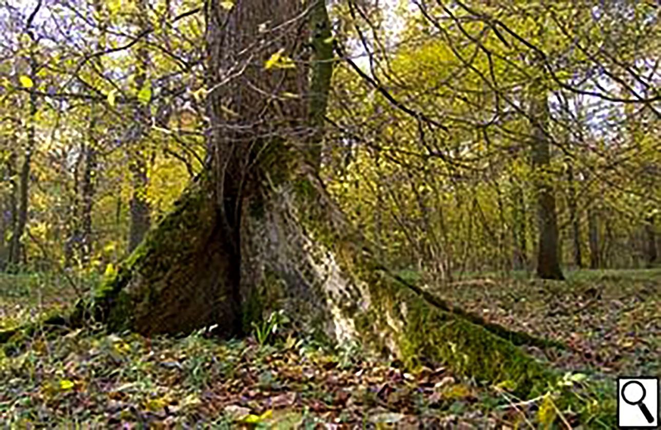 Fluttering Elm