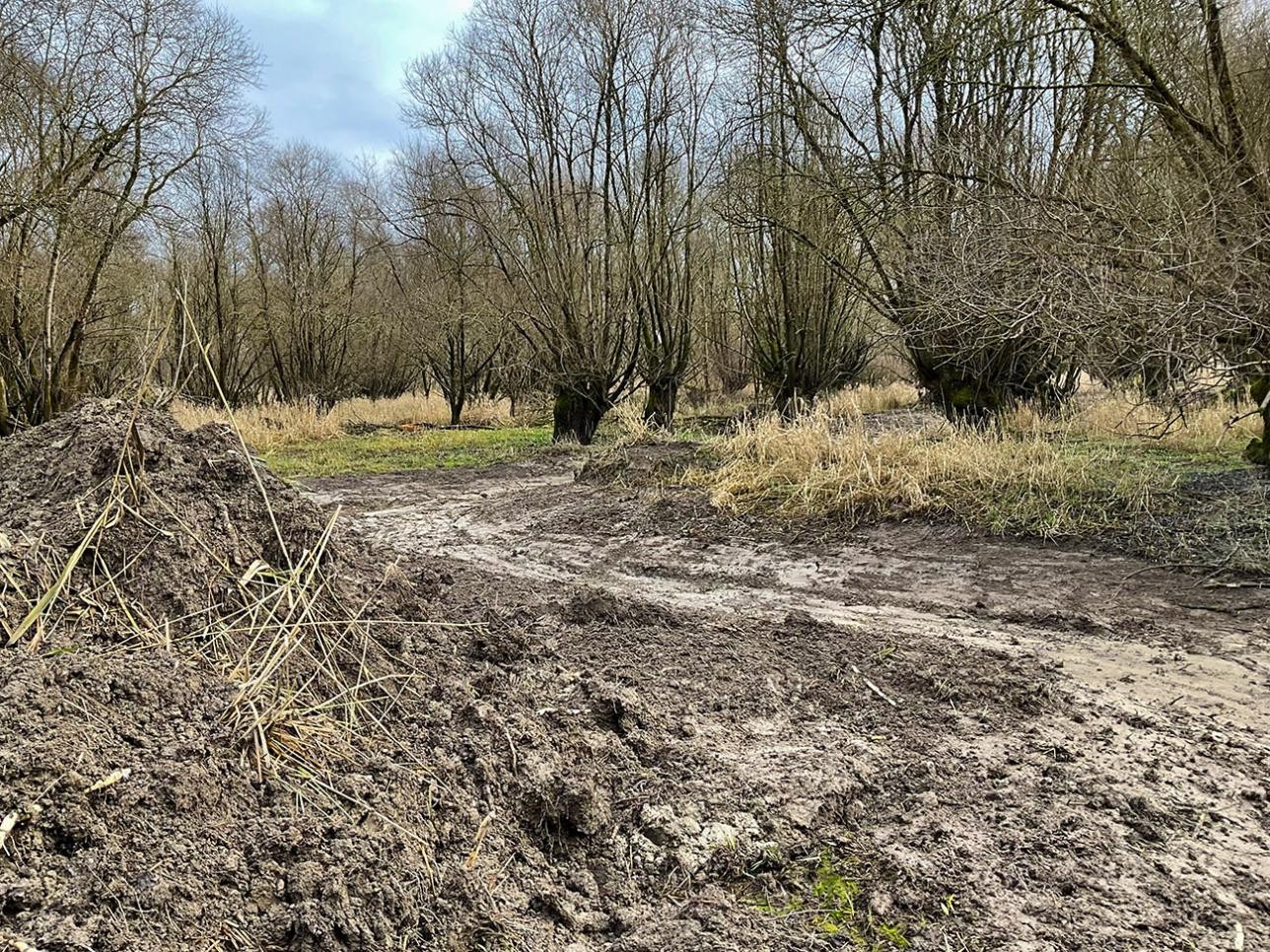 Accumulated mud in the floodplains of the Rhine