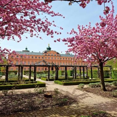 Schlossgarten im Frühling mit blühenden Zierkirschen in Rastatt