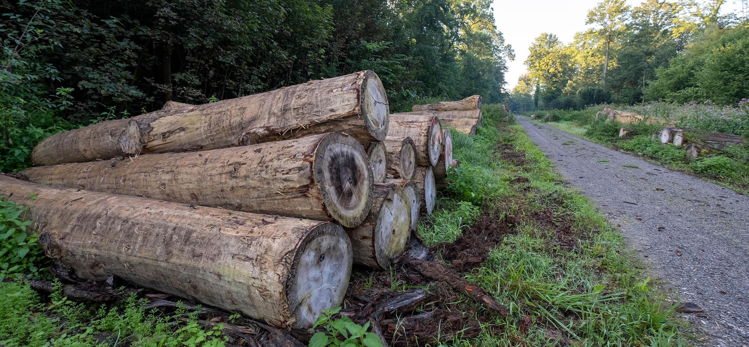Brennholz liegt am Waldweg