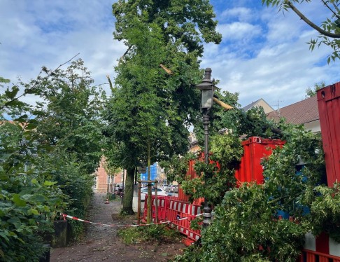 Umgestürzte Bäume in der Engelstraße