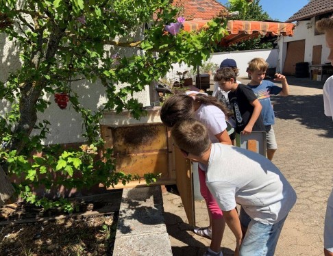 Kinder schauen sich ein Bienenstock an