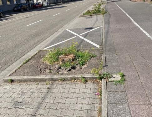 Stelle wo die neuen Bäume gepflanzt werden