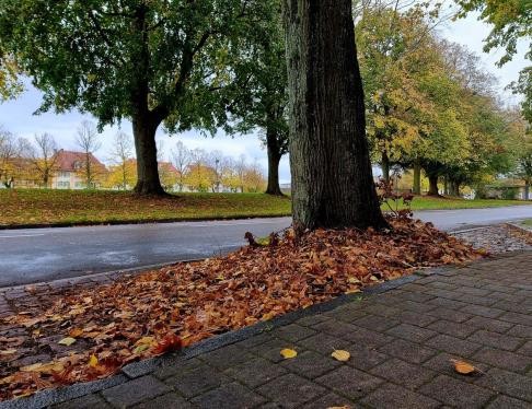 Laubberg bei einem Baum