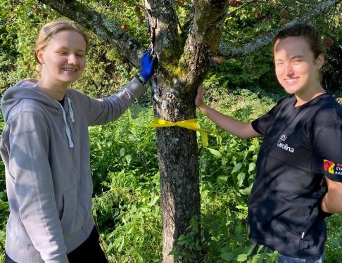 Mann und Frau befestigen an einem Baum ein gelbes Band