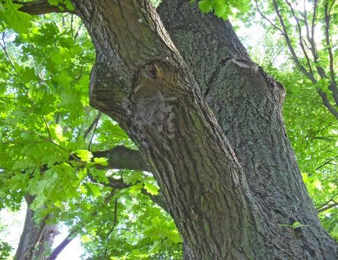 Larven Eichenprozessionsspinner an einem Baum