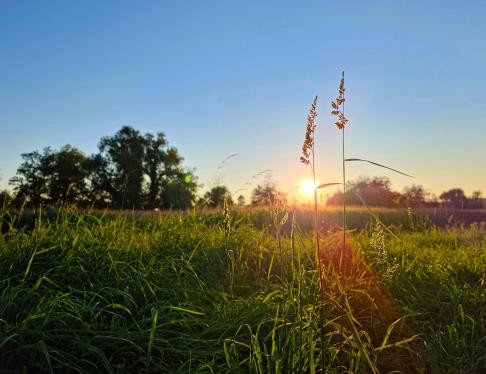 Sonnenuntergang an einem Feld beim Westring in Rastatt