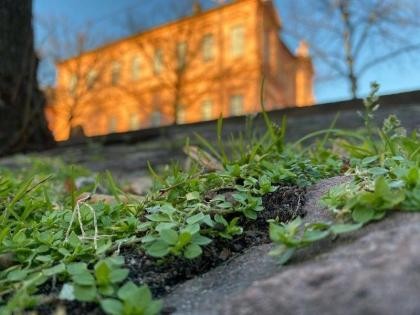 Stadt-Kräuter Frisches Grün zwischen Pflastersteinen.