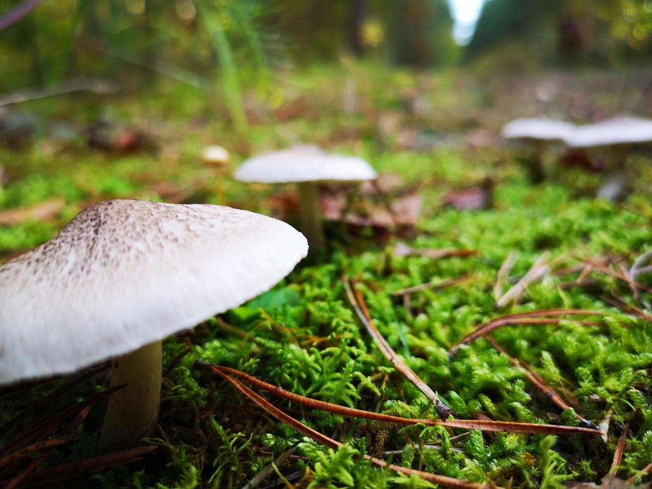 Pilz im Stadtwald. Foto: Stadt Rastatt/Isabelle Joyon Pilz im Stadtwald
