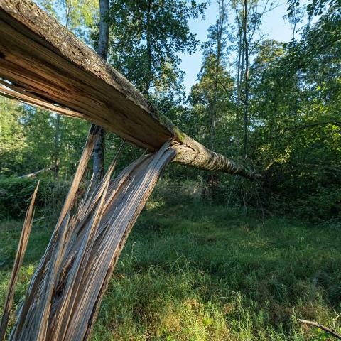 Fallen tree in the Ötigheim forest