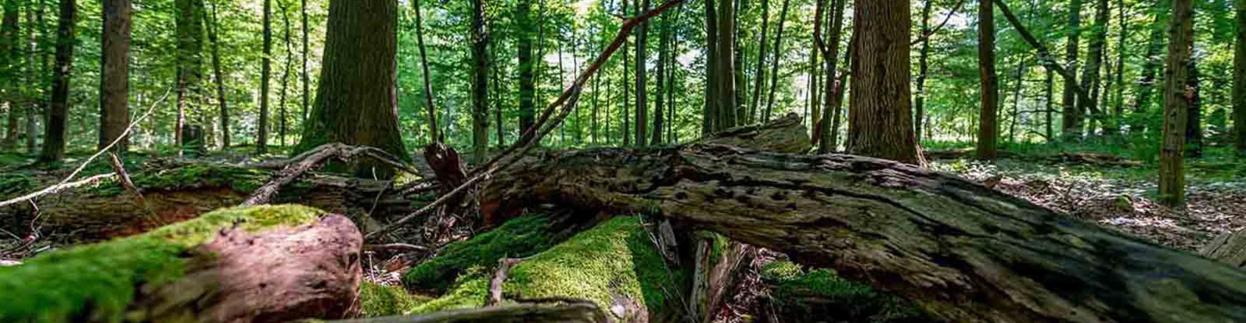 Vue de la forêt avec du bois mort au premier plan. Le soleil brille à travers les troncs.