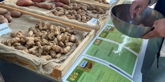 Stand mit Kartoffeln auf dem Markt