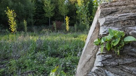 Stadtwald Rastatt mit gefälltem Baumstamm und jungen Bäumen