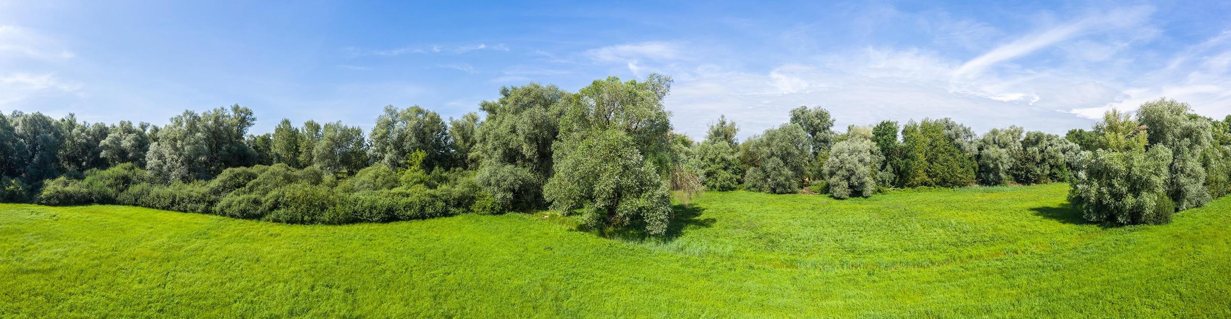 Green field and trees in Rastatter Bruch