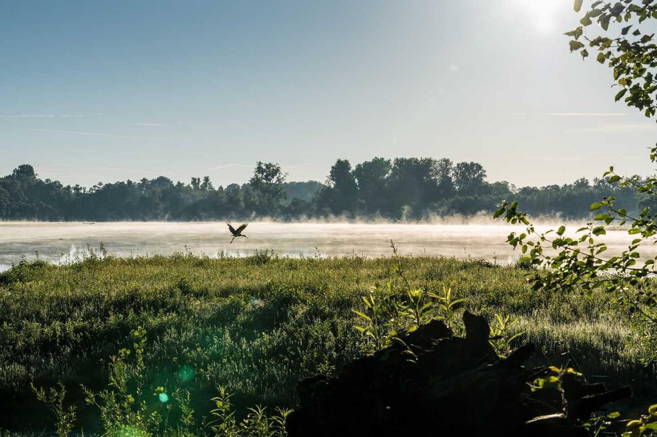 View of the Rhine meadows with fog over the water. A heron flies over the water and the sun is shining. Trees on the bank in the background.