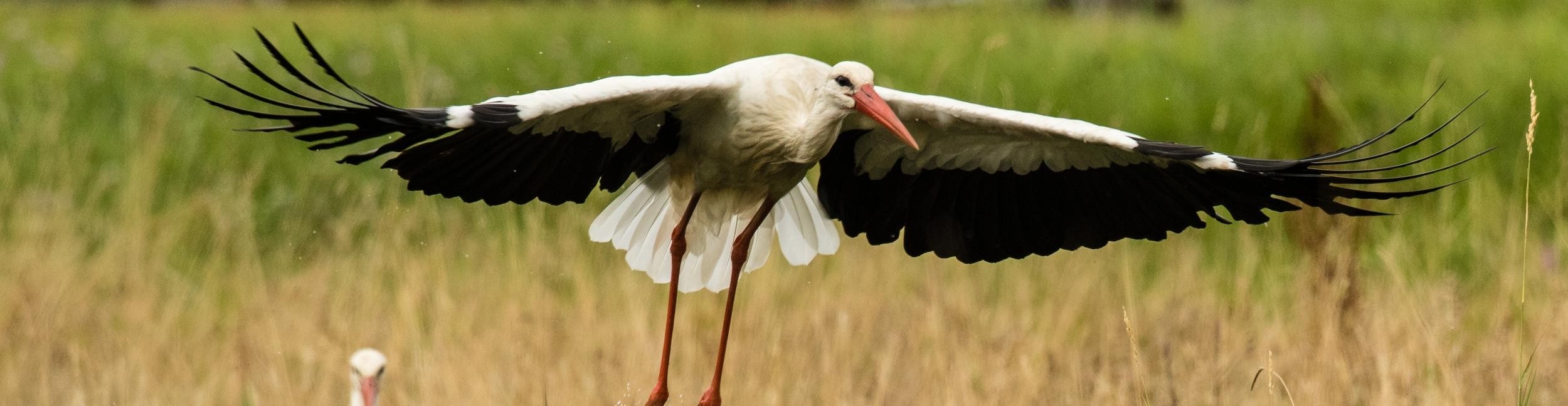 Störche in den Rheinauen. Foto: Rainer Deible Fliegender Storch in den Rheinauen