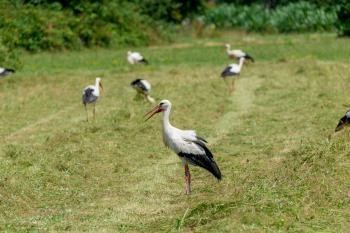 Störche auf einer Wiese