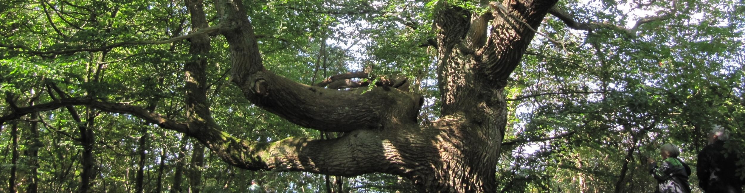 Chêne pédonculé dans les plaines alluviales du Rhin