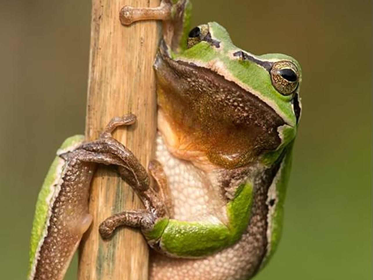 A tree frog on the stalk
