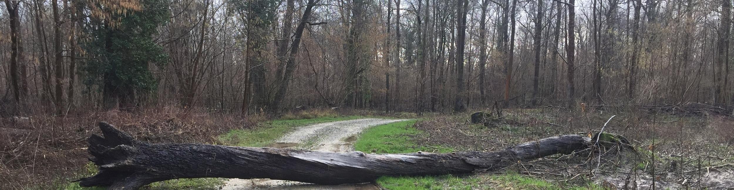 In den Rheinauen lagert sich der Schlamm ab. Foto: Uwe Kirtst Rheinauen bei Rastatt mit Schlamm