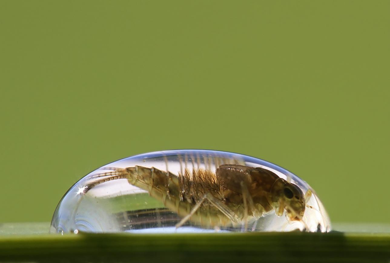 Water drop with mayfly larva in it