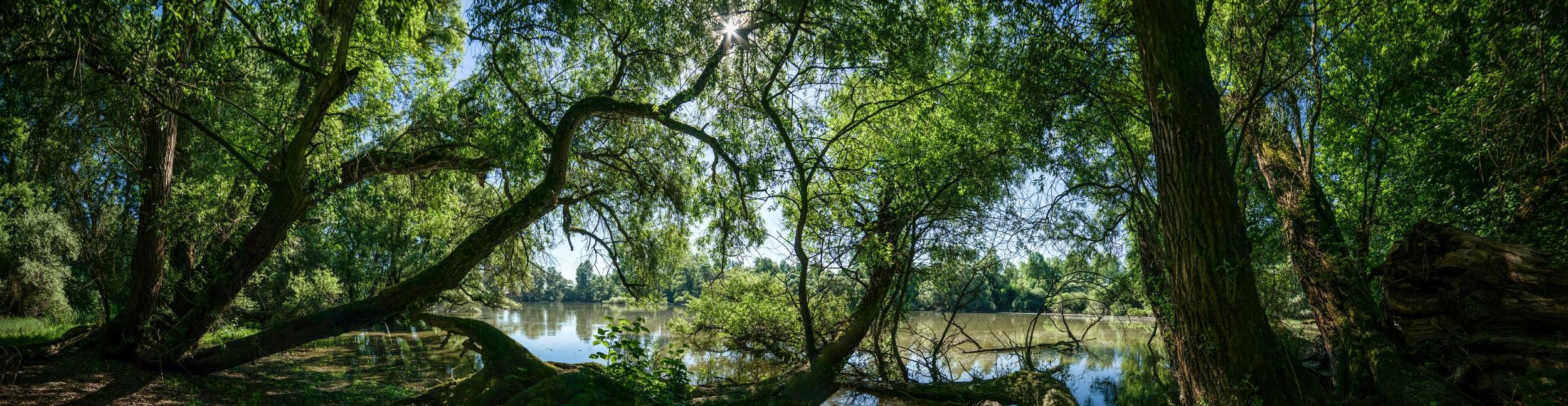 Auenwald. Foto: Joachim Gerstner Auenwald