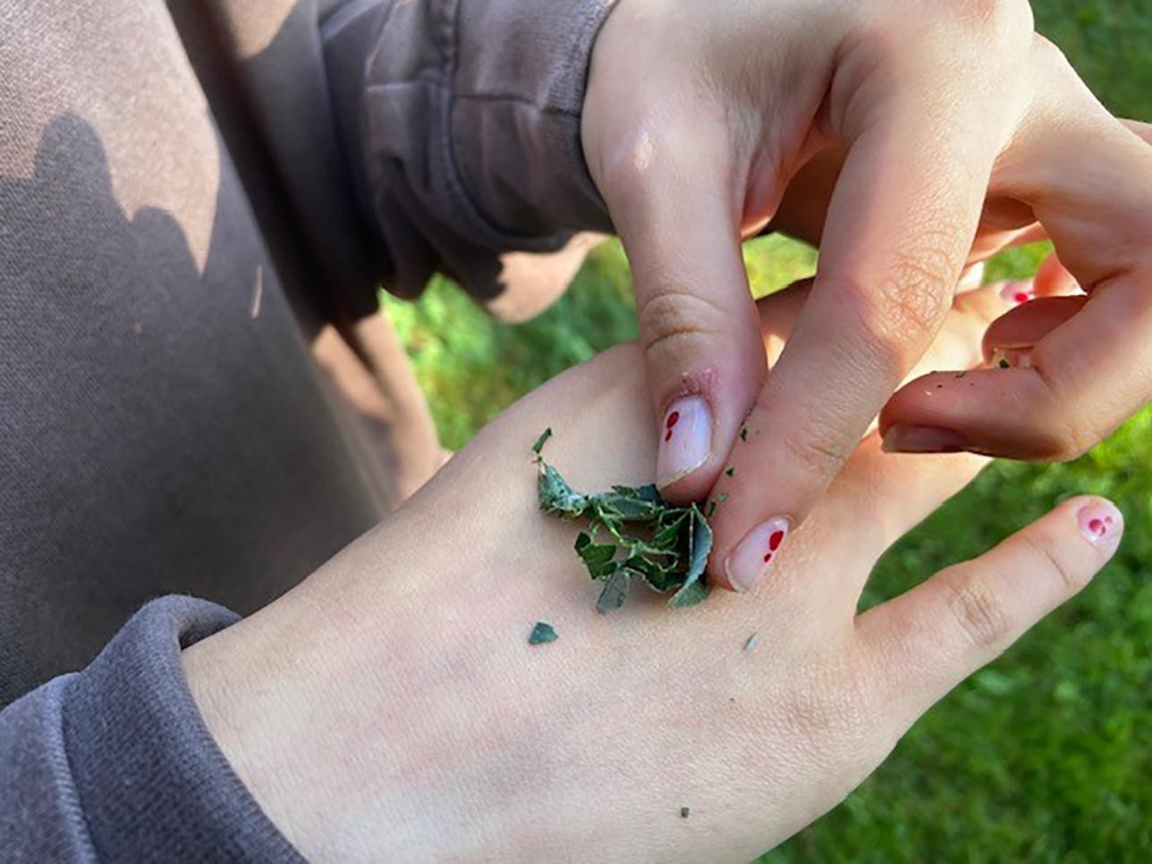 Une jeune fille écrase des feuilles de saule argenté