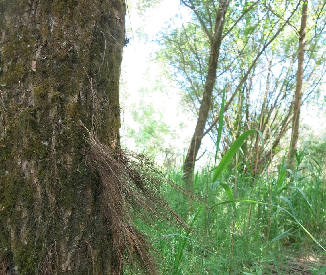 Trunk of a silver willow