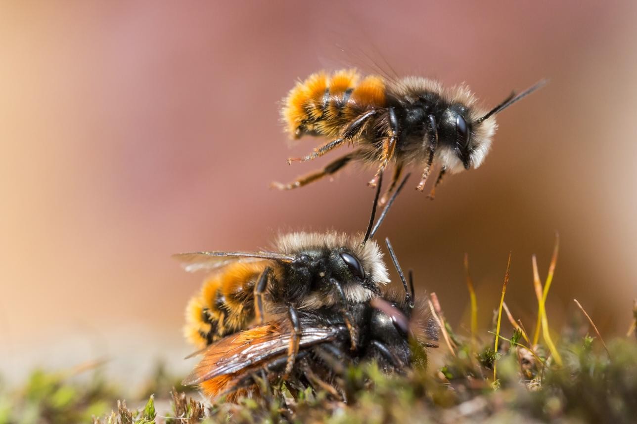 Abeilles des bois dans une prairie