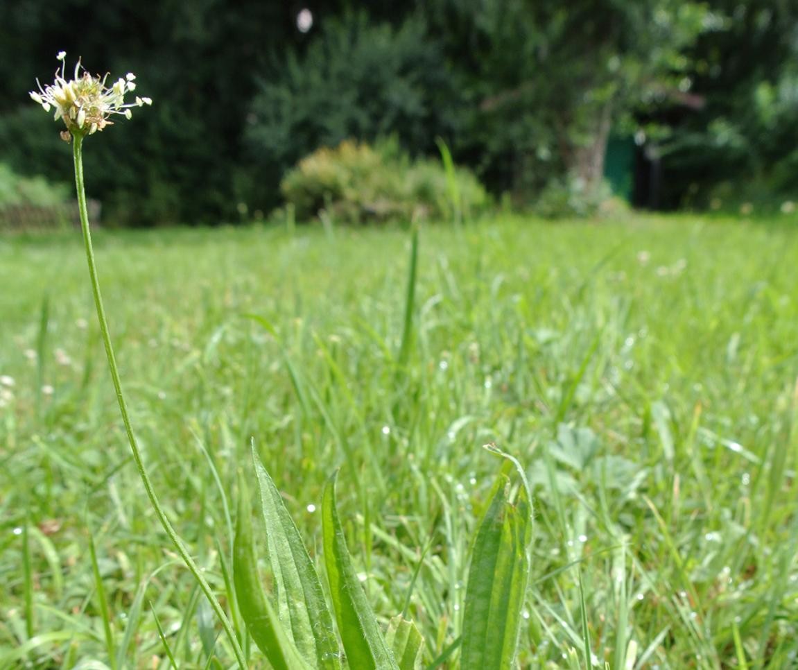 Plantain lancéolé sur une prairie