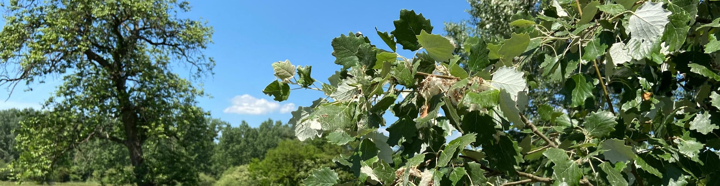 Foto: Veronika Öder Pappeln auf einer Wiese