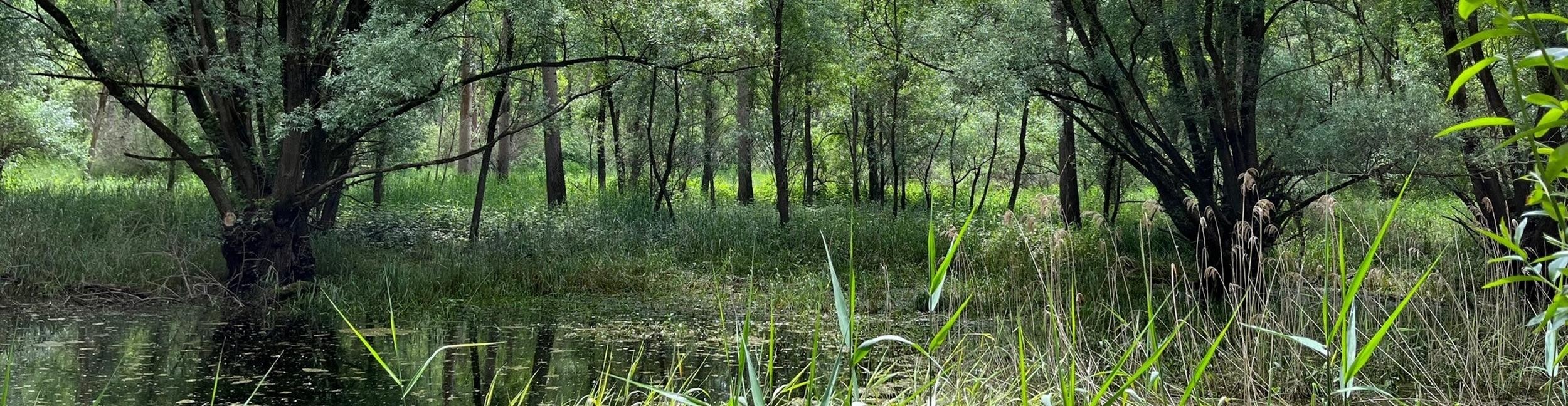 Auenlandschaft in Plittersdorf. Foto: Heike Bornhäußer/Stadt Rastatt Überflutete Grünflächen und Bäume im Rastatter Auenwald.