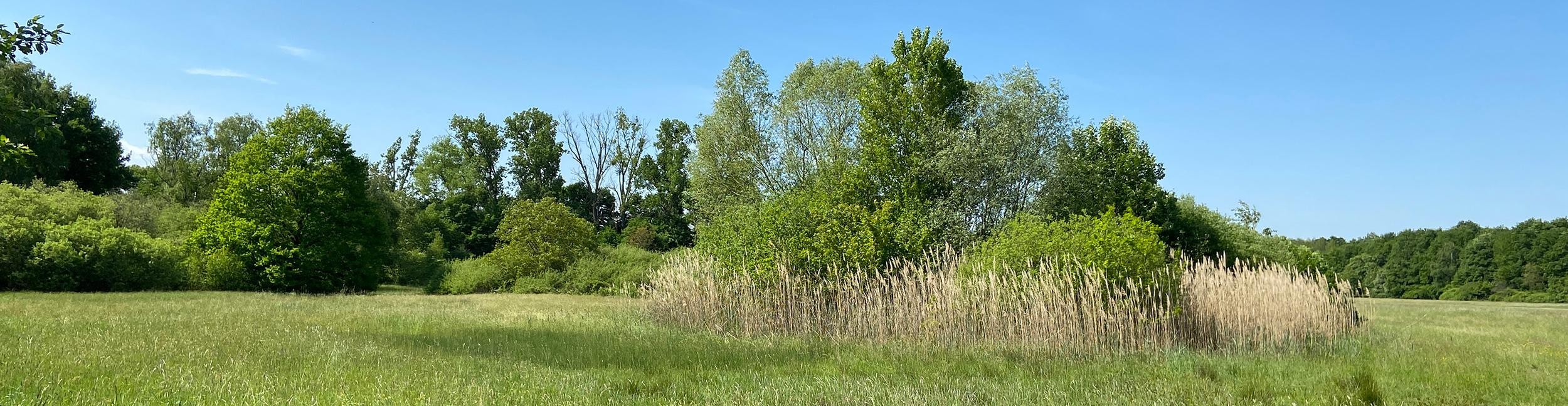 Amphibiengewässer Baldenau. Foto: Stadt Rastatt/Veronika Öder Wiese in der Baldenau