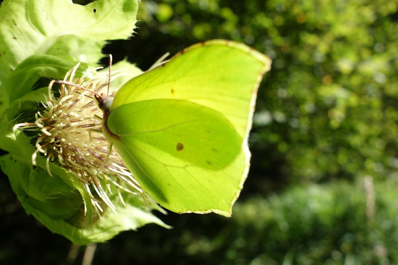Der Zitronenfalter bringt als einer der ersten Farbe in den Frühling. Foto: Peter Vogler Der Zitronenfalter bringt als einer der ersten Farbe in den Frühling