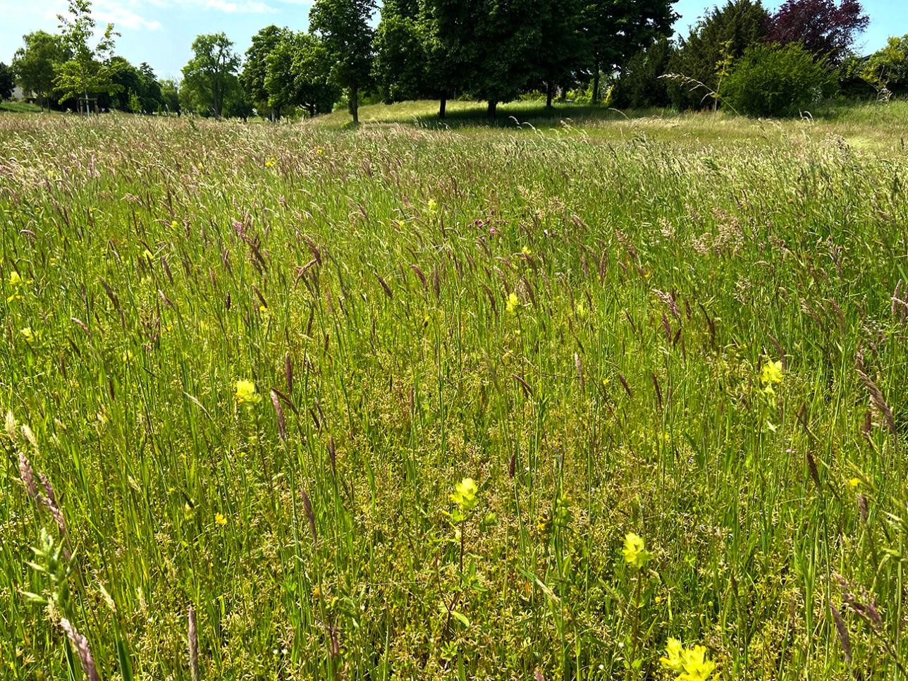 Grünanlage Mozart-Beethovenstraße. Foto: Stadt Rastatt/Veronika Öder Grünanlage Mozart-Beethovenstraße
