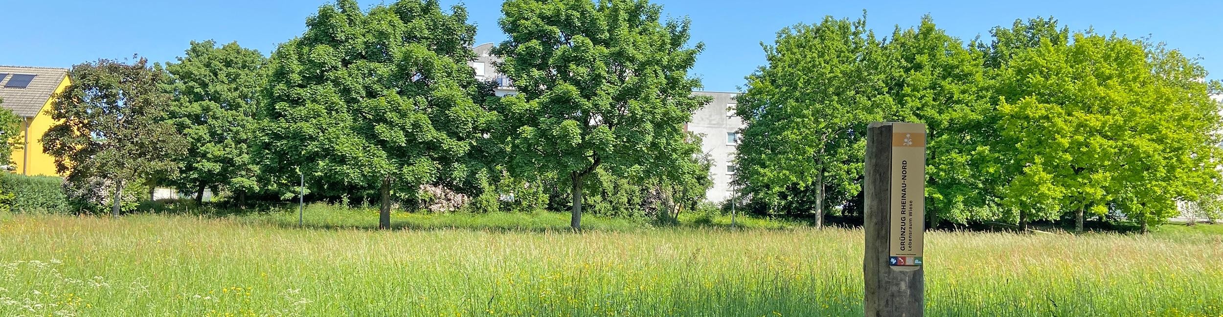 Lebensraum Wiese: Grünzug Rheinau-Nord. Foto: Stadt Rastatt/Veronika Öder Wiese und Bäume