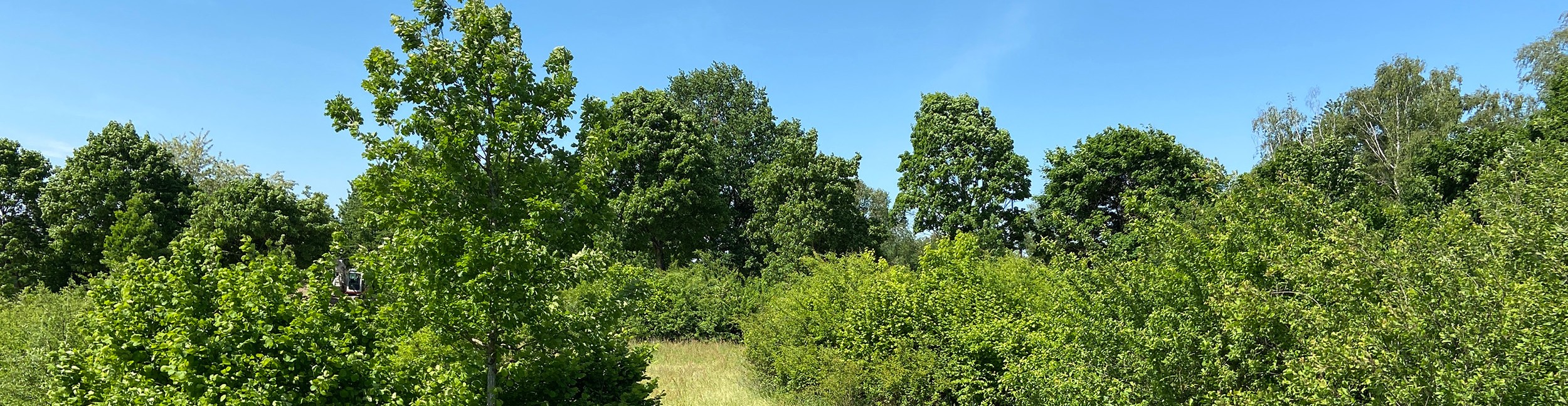 Halboffene Landschaft Heizenköpfle in Rastatt. Foto: Stadt Rastatt/Veronika Öder Bäume, Gebüsche und Wiese beim Gebiet Heizenköpfle in Rastatt