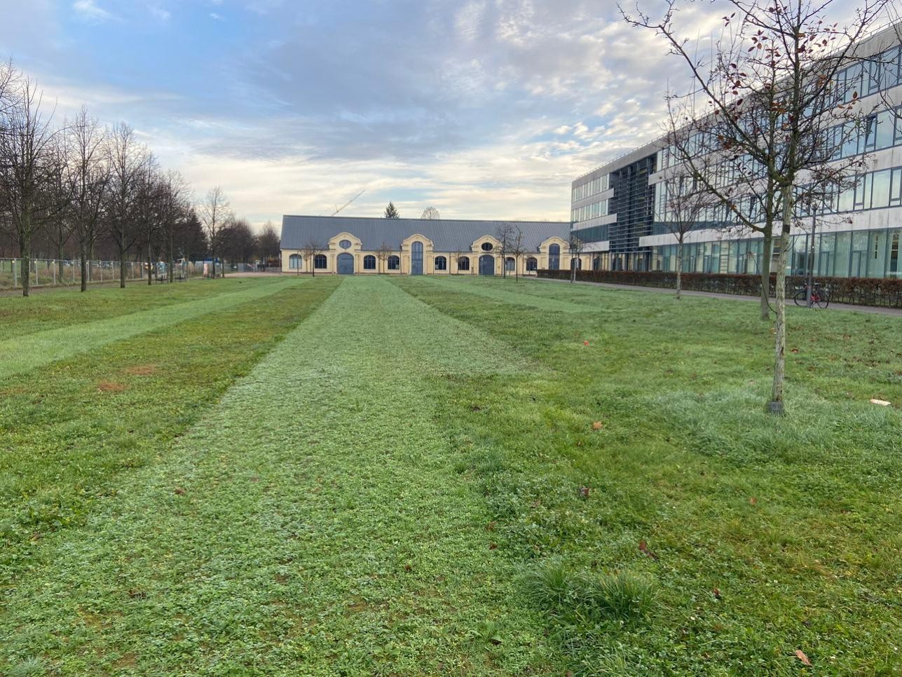 Ökologische Aufwertung zeigt erste Erfolge: Dank der milden Frühlingstemperaturen entwickeln sich die im Herbst 2024 ausgesäten Fläche beim Landratsamt bereits üppig. Foto: Stadt Rastatt/Veronika Öder Grünfläche beim Landratsamt