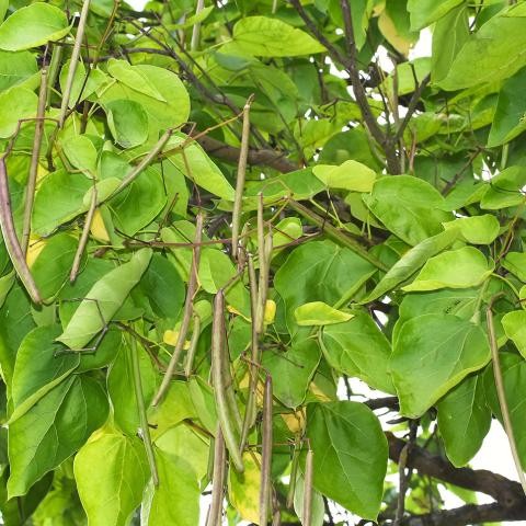 Frucht des Trompetenbaumes. Foto: evbrbe-stock.adobe.com Frucht des Trompetenbaumes