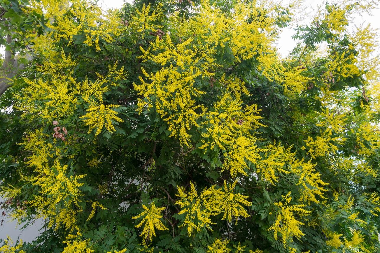 Blasenensche: Foto: AnnaReinert - stock-adobe.com Blasenesche