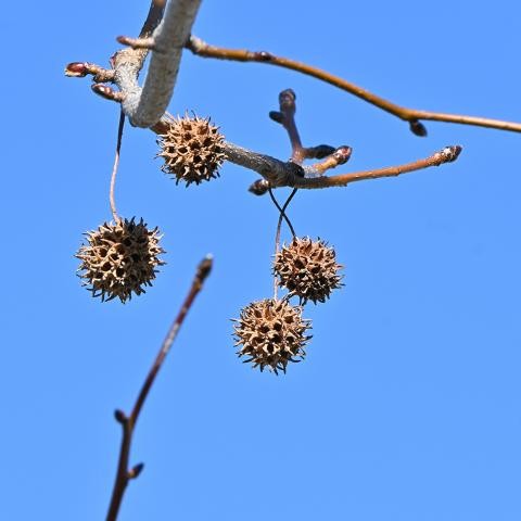 Frucht des Amberbaums. Foto: tamu - stock.adobe.com Frucht Amberbaum