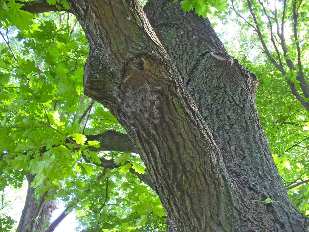 Die Stadt geht gegen den Eichenprozessionsspinner vor. Foto: Stadt Rastatt Larven Eichenprozessionsspinner an einem Baum