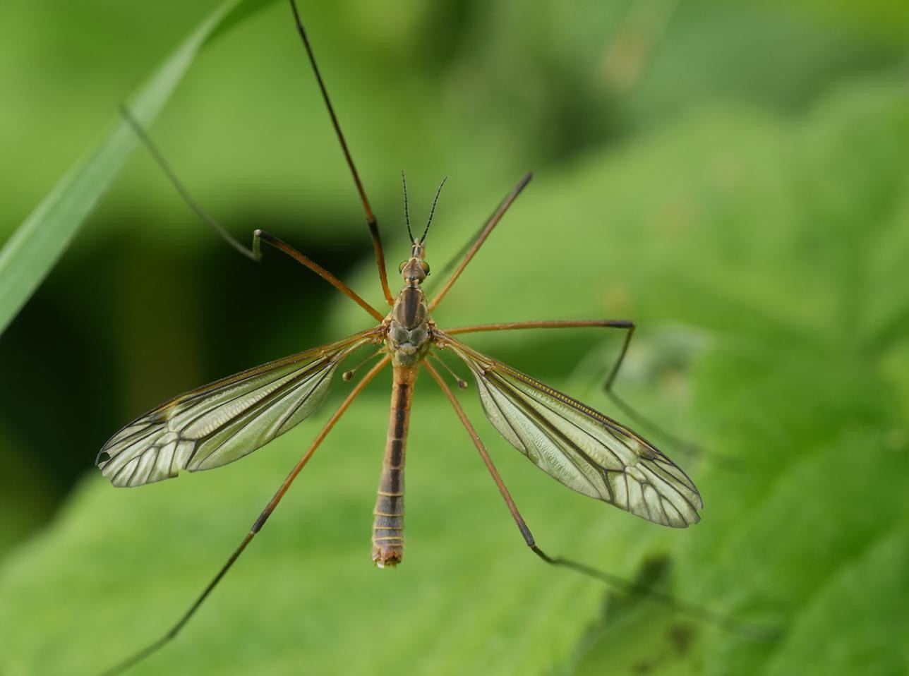 Ab sofort Bti-Tabletten gegen Schnaken im Bürgerbüro erhältlich. Foto: Henk stock.adobe.com Ab sofort Bti-Tabletten gegen Schnaken im Bürgerbüro erhältlich