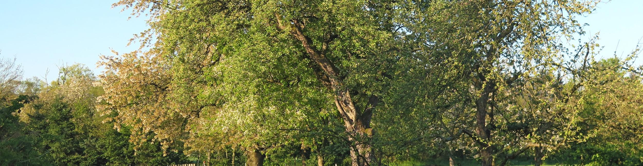 Biotopverbundplan Stadt Rastatt. Foto: Andreas Kühn Wiese mit Bäumen