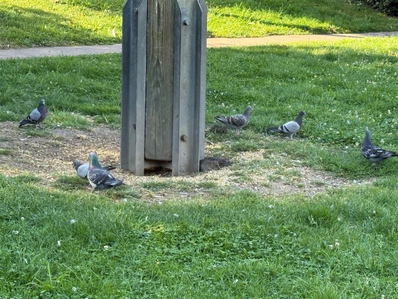 Durch das Füttern von Tauben werden auch Ratten angelockt und beide Populationen können sich vermehren. Foto: Stadt Rastatt/Stefan Werle Tauben