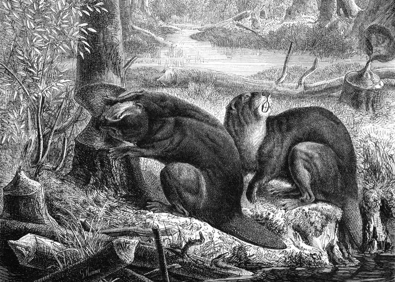 Vom 1. März bis 19. April 2026 zeigt das Riedmuseum Rastatt die Wanderausstellung „Kulturgeschichte des Bibers“ . Historische Darstellung mit Biber, G. Hammer, Biber bei der Arbeit, Zeitschrift Gartenlaube, 19. Jh., gemeinfrei